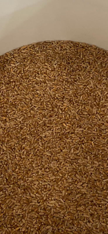 Heritage Wheat Berries - Customer Photo From Joy H.