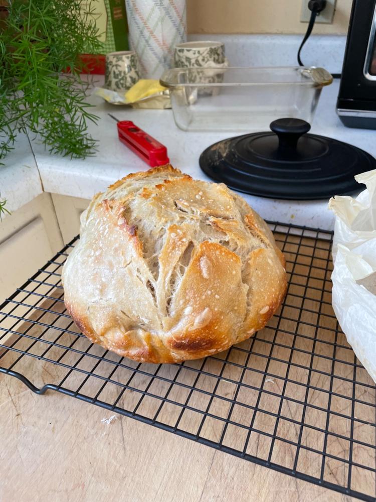 Sourdough Starter - Customer Photo From Katy N.